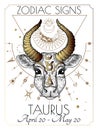 Vector illustration of zodiac signs. Taurus Royalty Free Stock Photo